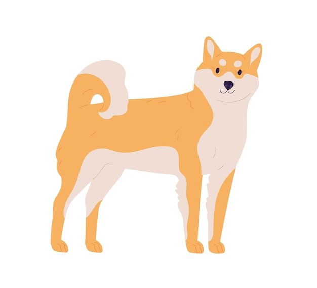 Perro japonés de raza Akita o Shiba Inu. Amigable mascota asiática esponjosa con pelaje naranja y amarillo. Ilustración de vector plano coloreado aislado sobre fondo blanco.