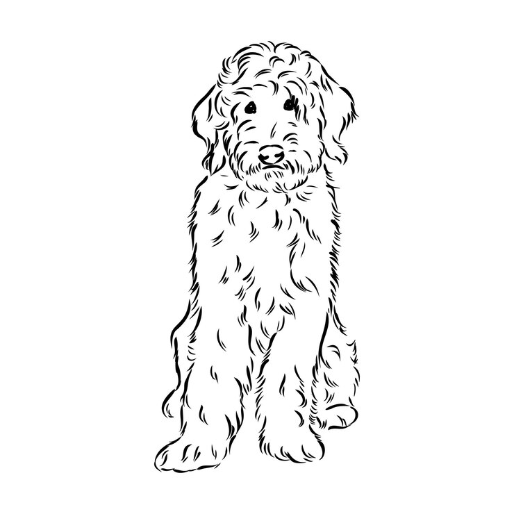 Vector perro labradoodle mix - vector ilustración aislada sobre fondo blanco