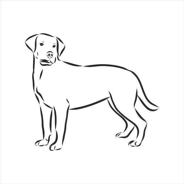 Perro Labrador Retriever. Boceto contorneado aislado, ilustración de vector de contorno de logotipo