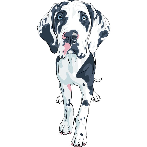 perro manchado raza gran danés