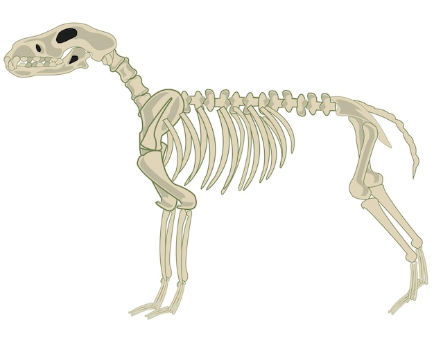 Perro de mascotas esqueleto sobre fondo blanco está aislado