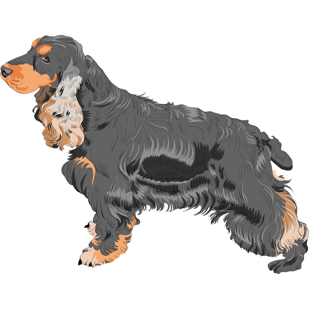 Perro negro cocker spaniel inglés raza