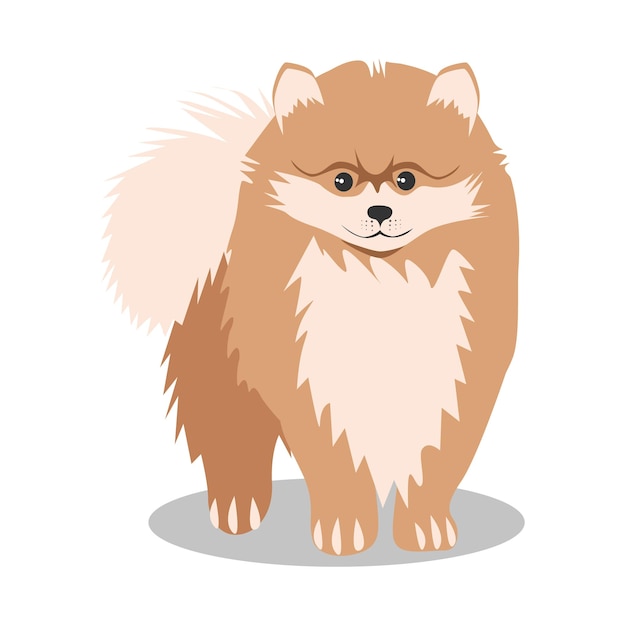 Perro pequeño de raza Pomerania Mascotas favoritas Ilustración plana Aislado sobre fondo blanco