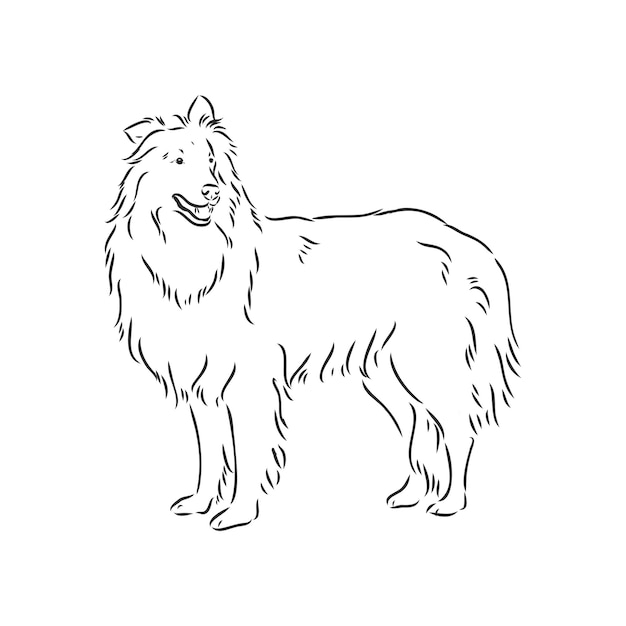 Perro Rough Collie aislado sobre fondo blanco Ilustración vectorial collie vector