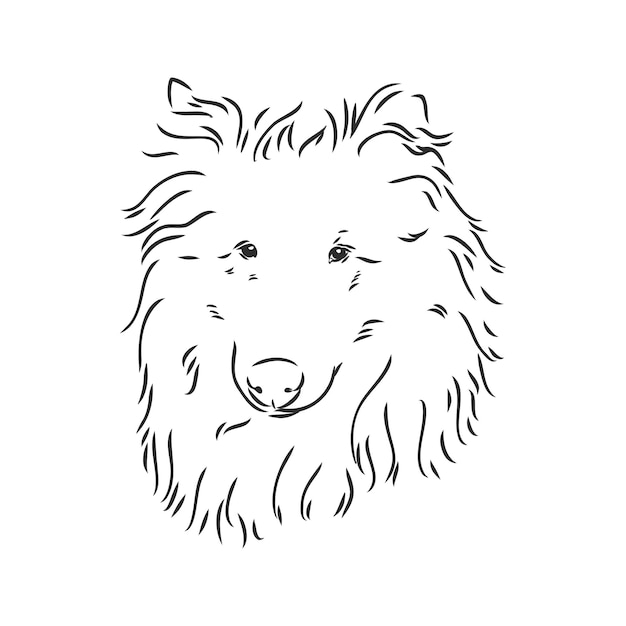 Perro Rough Collie aislado sobre fondo blanco Ilustración vectorial collie vector