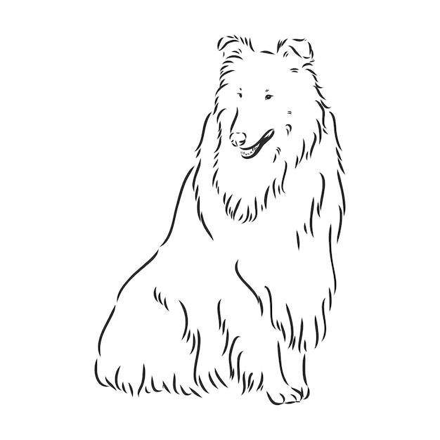 Perro Rough Collie aislado sobre fondo blanco Ilustración vectorial collie