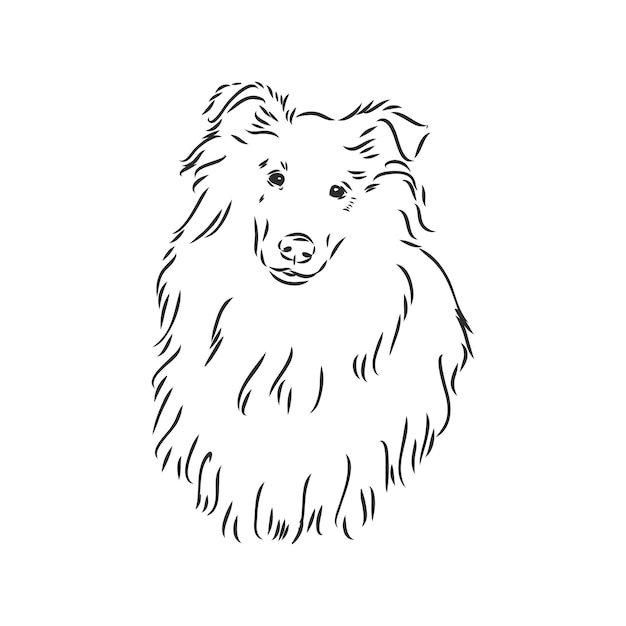 Perro Rough Collie aislado sobre fondo blanco Ilustración vectorial collie