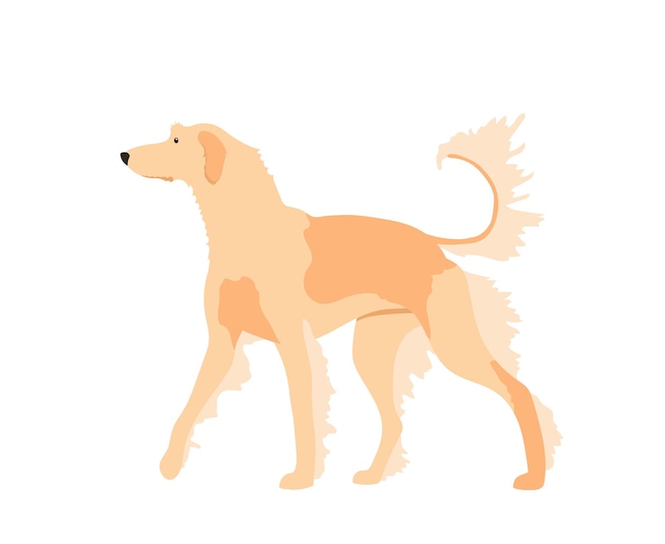 Vector perro sabueso afgano