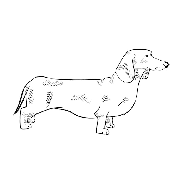 Vector perro salchicha aislado sobre fondo blanco.