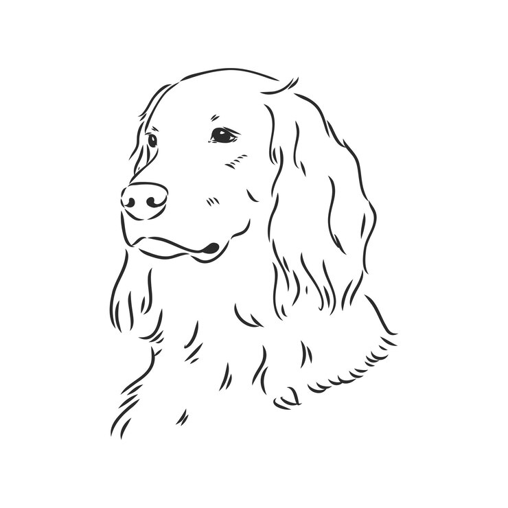 Vector perro setter inglés dibujado a mano ilustración vectorial vector setter aislado
