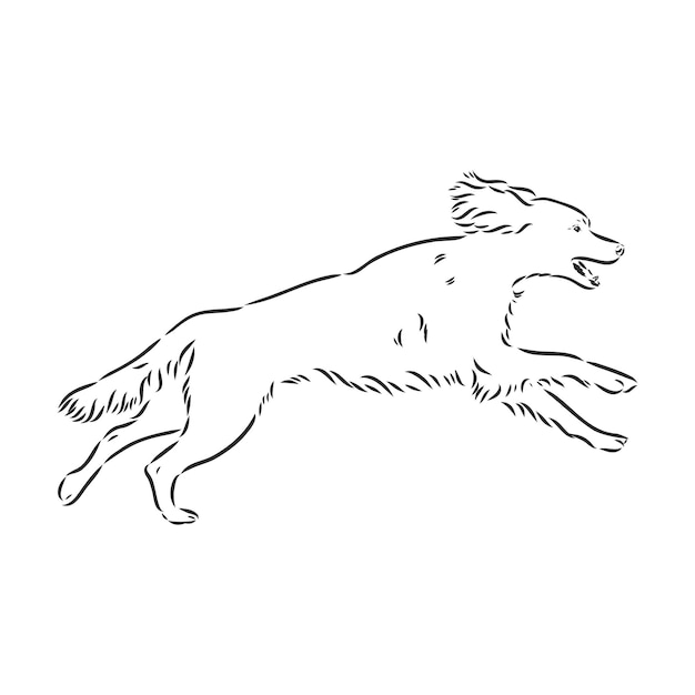 Perro setter inglés dibujado a mano ilustración vectorial vector setter aislado