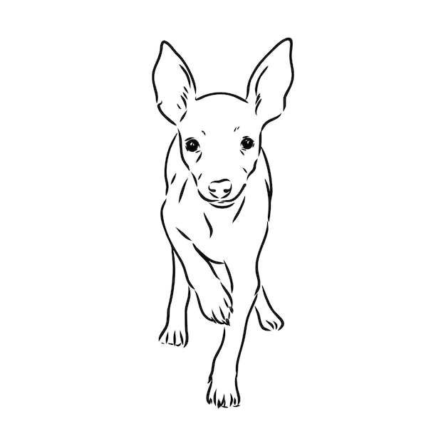 Perro terrier de juguete ruso dibujado a mano ilustración vectorial dibujo realista dibujo vectorial de terrier de juguete