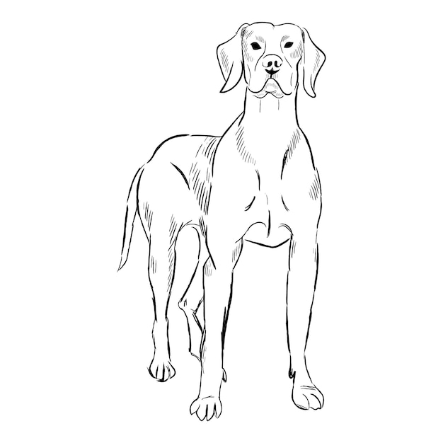 Vector perro vizsla aislado sobre fondo blanco.