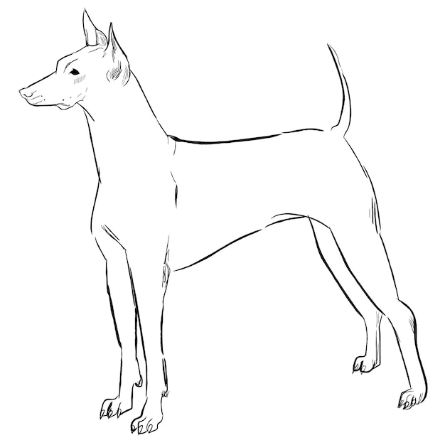 Vector perro xoloitzcuintli aislado sobre fondo blanco.