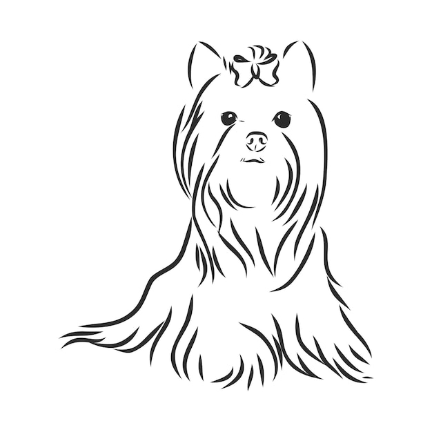 Perro yorkshire terrier - llustration vector dibujado a mano aislado