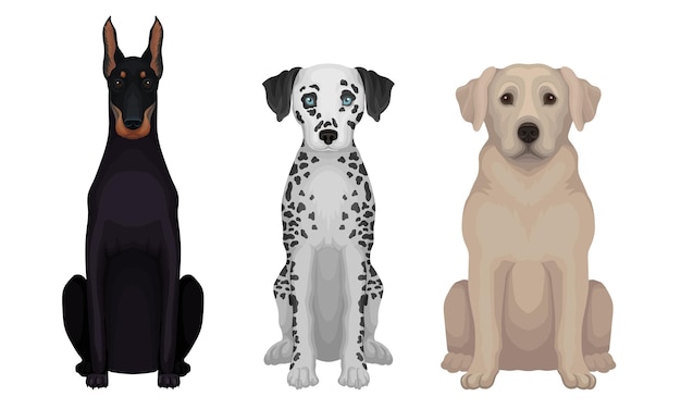 Perros dibujados de raza pura detallados conjunto ilustrado vectorial concepto de grupo canino gráfico