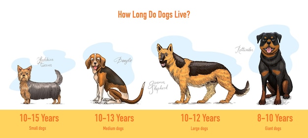 Los perros en este dibujo diferentes razas de animales domésticos personajes de cachorros colección de diseño