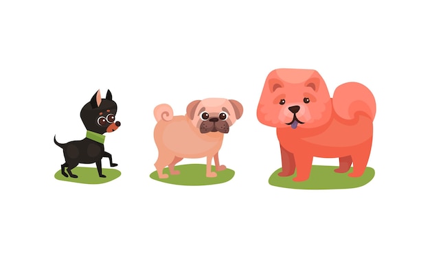 Perros de pura raza o caninos con Chowchow y Pugdog de pie en el césped verde
