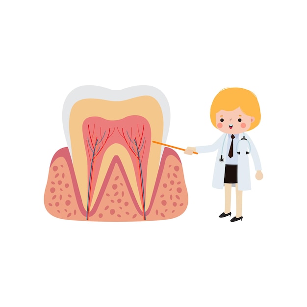 El personaje de Happy Dentist with Tooth es una ilustración vectorial de estilo plano de dibujos animados en fondo blanco.