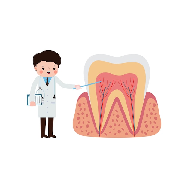 El personaje de Happy Dentist with Tooth es una ilustración vectorial de estilo plano de dibujos animados en fondo blanco.