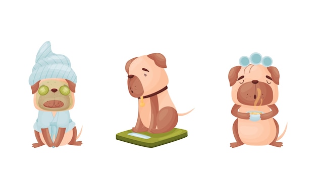 El personaje de Pug de dibujos animados se limpia con un rodillo de pelo y un conjunto vectorial de envoltura de toalla