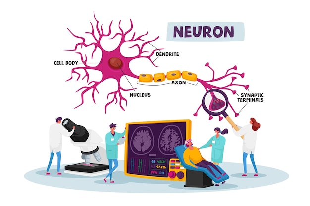 Personajes de científicos con bata médica blanca que aprenden el cerebro humano en laboratorio con esquema de dendrita, cuerpo celular, axón y núcleo con terminales sinápticos