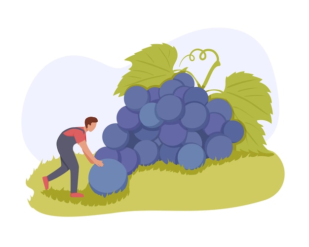 Personajes masculinos de dibujos animados elaborando vino a partir de uvas orgánicas cultivando uvas cultivadas personaje masculino cortando racimos gigantes de uvas azules racemación generosa cosecha de verano