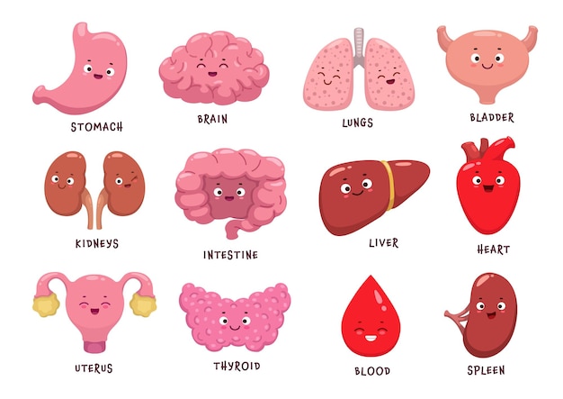 Vector personajes de órganos del cuerpo humano de dibujos animados vector personajes de anatomía divertidos cerebro riñón y corazón con caras felices niños emoji sonrisas y emoticonos de dibujos animados de órganos del cuerpo sangre con tiroides e hígado