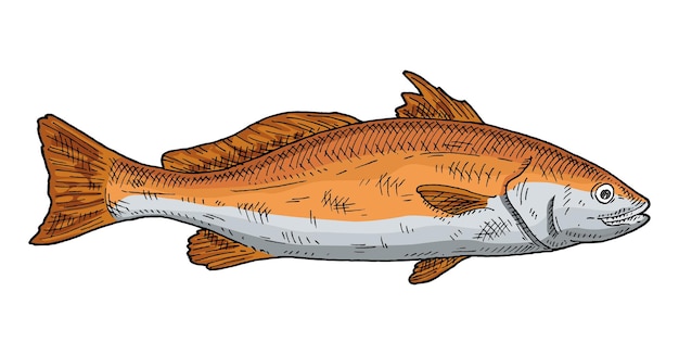 Pescado fresco entero tambor rojo sobre fondo blanco Ilustración en color de grabado vintage
