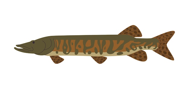 Vector pescado largo de muskellunge naturaleza silvestre acuicultura de agua dulce depredador animal con piel manchada