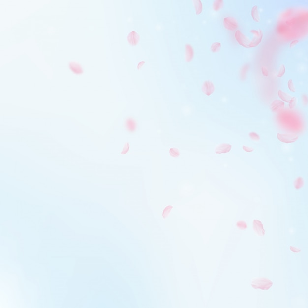 Pétalos de Sakura cayendo. Esquina de flores rosadas románticas.
