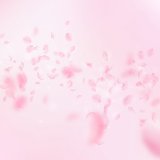 Pétalos de Sakura cayendo. Románticas flores de color rosa lluvia cayendo. Pétalos voladores en centrico cuadrado rosa