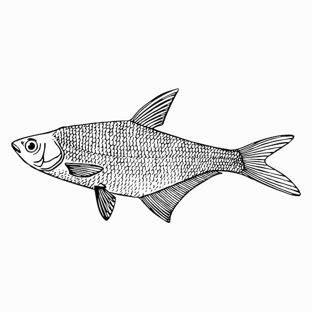Pez Abramis ballerus (Besugo azul)