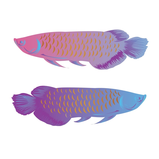 Vector el pez arowana ilustración vectorial aislada de agua dulce colorida símbolo asiático de la riqueza
