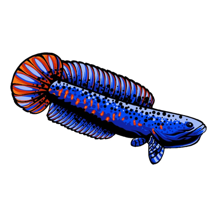 Vector un pez con una cola larga y una cola azul y naranja.