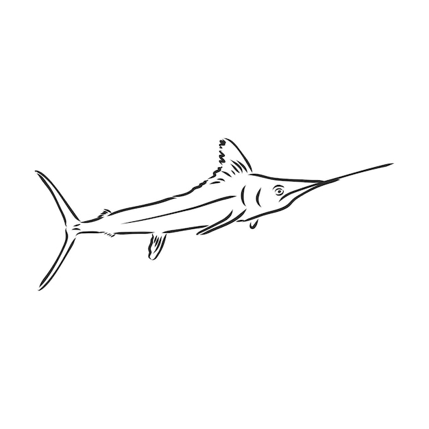 Pez espada dibujado a mano. Ilustración de vector en estilo boceto dibujo de vector de marlin sobre un fondo blanco