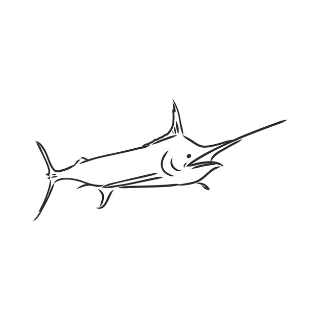 Pez espada dibujado a mano. Ilustración de vector en estilo de dibujo dibujo de vector de marlin sobre un fondo blanco