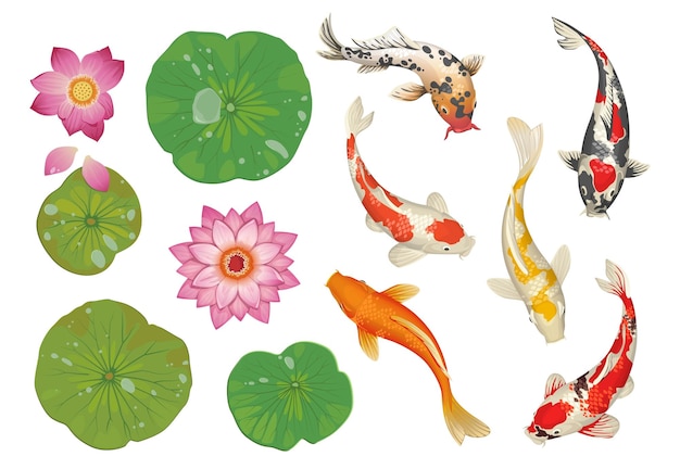 Pez koi en estanque escena oriental tradicional de dibujos animados con hojas y flores de loto de carpa manchada de oro conjunto de elementos naturales de decoración de piscina de agua japonesa aislada fondo asiático botánico vectorial