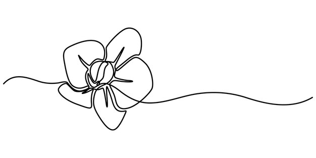 Phalaenopsis Flores de orquídea Dibujo de línea continua con trazo editable Bellas orquídeas arte de línea