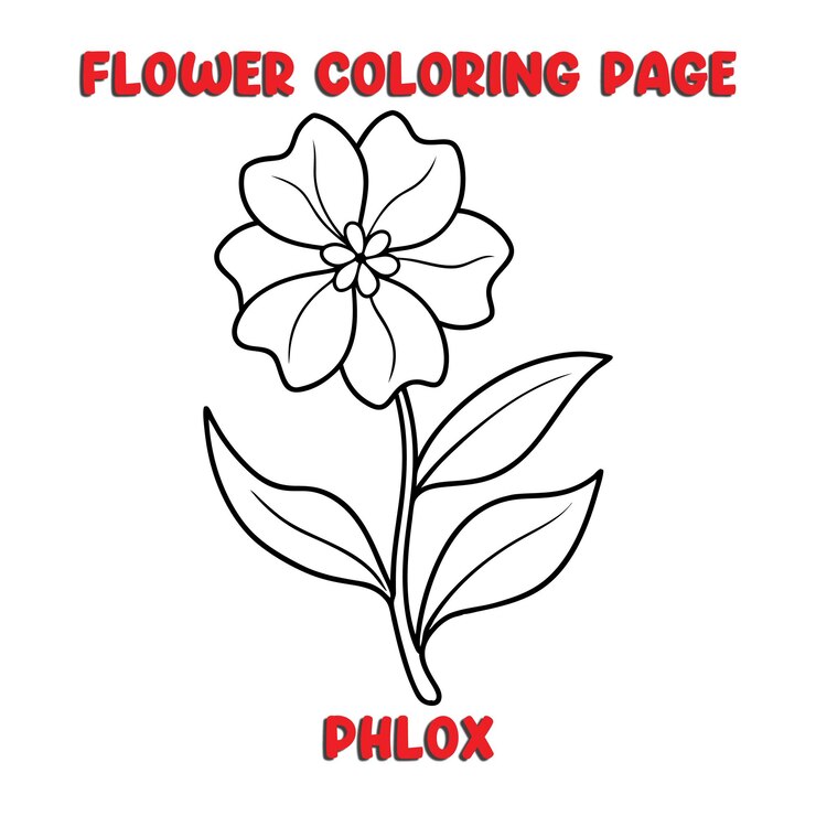 Vector phlox flores libro de colorear para niños