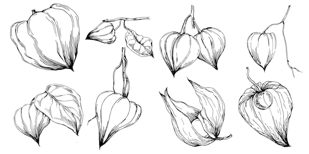 Physalis Flor botánica aislada deja Arte de tinta de boceto grabado en blanco y negro