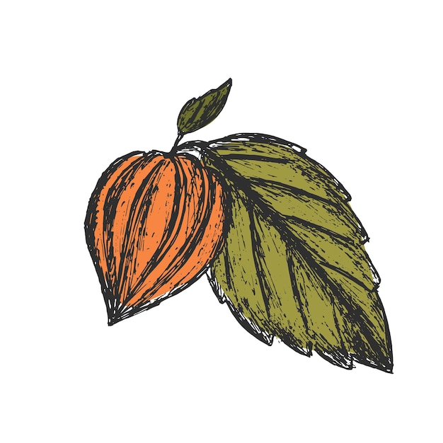 Physalis fruta con hoja sobre fondo aislado Ilustración de croquis dibujado a mano en color Elementos de diseño para postales, embalajes, pancartas o textiles
