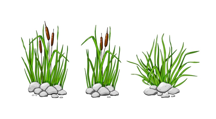 Vector en las piedras crecen cañas y hierba. el conjunto de hierba verde está aislado en un fondo blanco. ilustración vectorial.