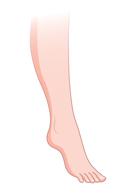 Vector piel normal sin venas varicosas vaso de piel sana diagnóstico y tratamiento de enfermedades vasculares ilustración de dibujos animados de estilo plano vectorial aislado en fondo blanco