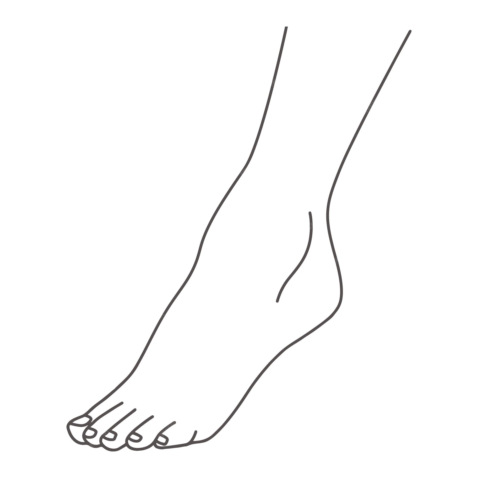 Pierna de pie femenino de pie sobre los dedos de los pies dibujo lineal de  pies aislados en vector de fondo blanco | Vector Premium
