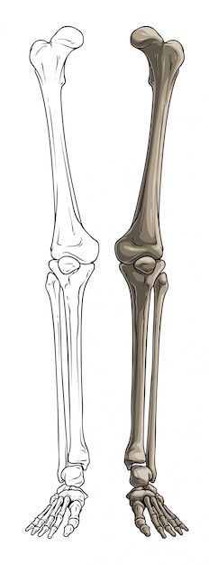 Vector piernas de hueso humano gráfico blanco y negro