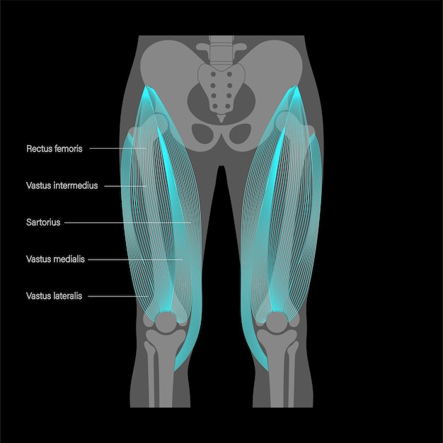 Vector piernas del sistema muscular