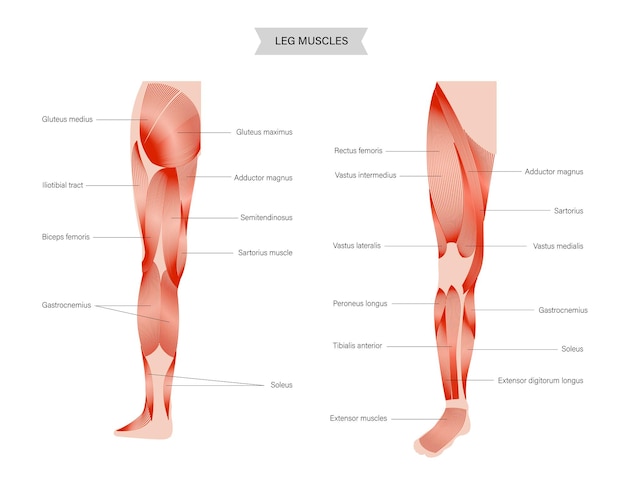 Vector piernas del sistema muscular