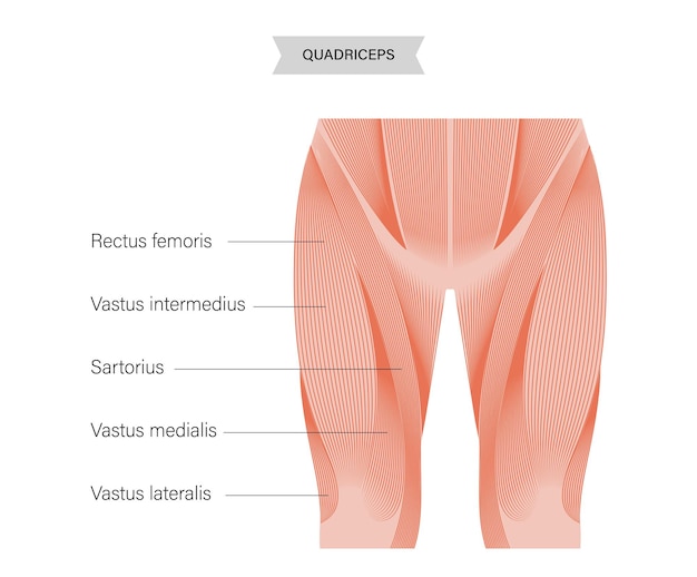 Vector piernas del sistema muscular