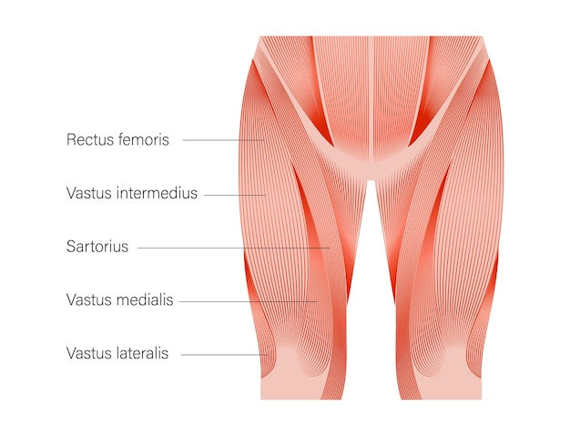 Vector piernas del sistema muscular